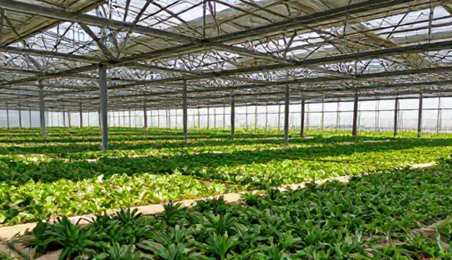 ai提示词低价,如何避免应用限制问题