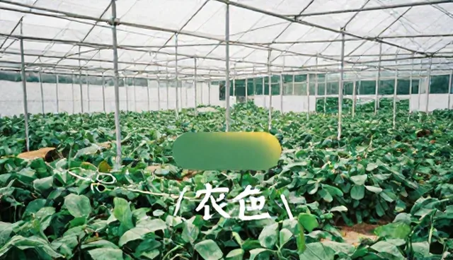 视频提示词怎么写吸引人:从结构设计到内容优化
